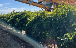 grape-growers-harvesting-vintage-directly-back-onto-the-ground-after-difficult-year