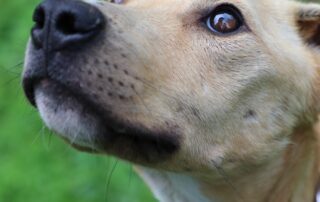 mount-gambier-woman-banned-from-owning-animals-after-conviction-for-starving-dogs
