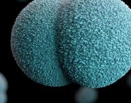 adelaide-man-in-his-20s-in-hospital-with-meningococcal-disease