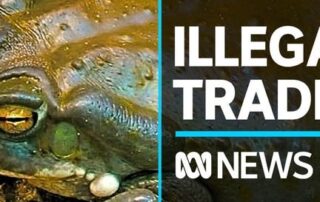 different-species-being-illegally-sold-on-the-dark-web