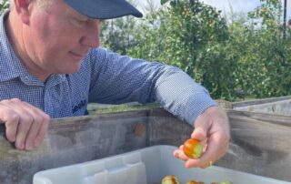 australia’s-largest-kiwi-grower-invests-millions-in-little-known-fruit