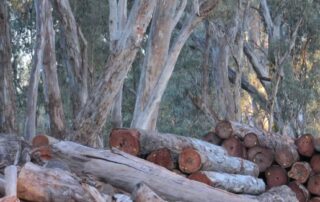 ‘you’re-taking-animals’-homes’:-firewood-thieves-targeted-by-police,-rangers-in-sa-crackdown