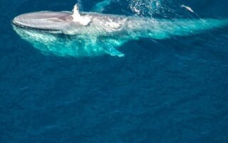 ‘skinny’-blue-whales-spotted-off-australia’s-coast-worry-researchers-who-think-their-food-source-is-shrinking