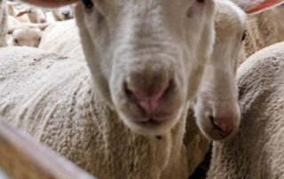 ‘red-ink-everywhere’:-livestock-prices-fall-sharply