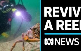 how-does-a-baby-oyster-rebuild-a-reef?