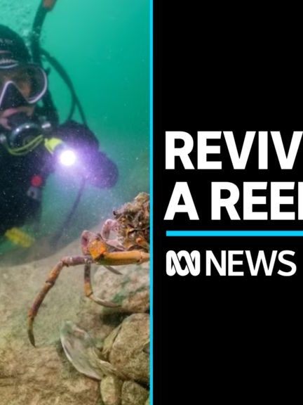 how-does-a-baby-oyster-rebuild-a-reef-sa-police-news-world-crime-and-other-news-for-south