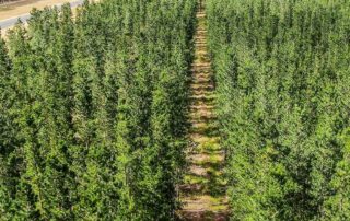 sa’s-forest-industry-to-stump-up-funds-for-phone-towers-to-boost-reception-in-state’s-south-east