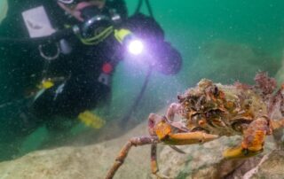 ‘critters-starting-to-grow’:-rebuilt-reefs-teeming-with-marine-life
