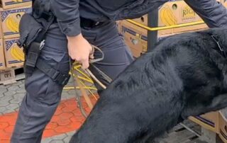 italian-sniffer-dog-finds-more-than-2,700kg-of-cocaine-in-banana-shipment