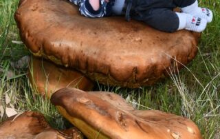 locals-baffled-by-gigantic-mushrooms-mysteriously-popping-up.-but-what-are-they?