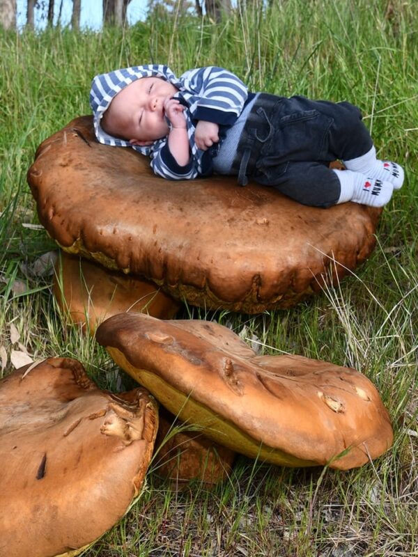 Oakland%3A+Locals+Baffled+as+Giant+Avocado+Sculpture+Mysteriously+Emerges+in+Public+Park