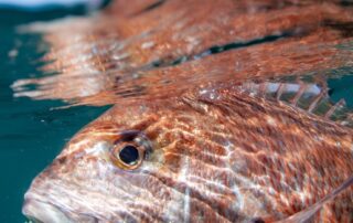 sa-government-to-release-100,000-baby-snapper-into-spencer-gulf-in-restocking-program