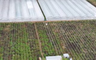 drone-vision-captures-$23-million-cannabis-crop-seized-north-west-of-brisbane