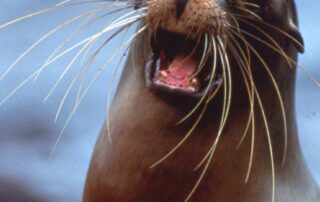 final-player-jailed-for-26-years-after-giant-seal-helps-foil-massive-abrolhos-islands-drug-smuggling-attempt