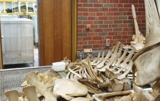 dead-whale-that-washed-up-on-sa-island-may-have-been-hit-by-a-boat,-researchers-say