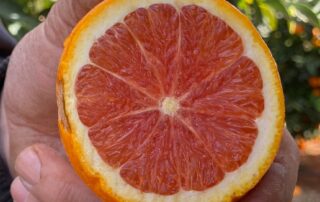pink-is-the-new-orange-with-consumers-hungry-for-photo-worthy-new-citrus-varieties
