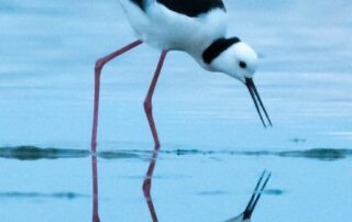 as el-nino-looms,-there’s-a-warning-for-iconic-environmental-sites-such-as-the-coorong