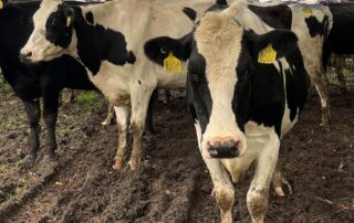 these-dairy-cows-crave-chocolates-and-lollies-—-so-it’s-no-surprise-their-milk-is-used-to-make-flavoured-drinks