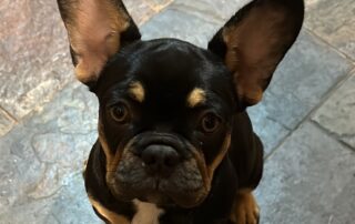 police-investigate-alleged-theft-of-french-bulldog-puppy-valued-at-$15,000-in-regional-victoria