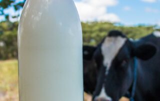 dairy-farmers-reeling-after-major-milk-processors-slash-price-offerings-by-up-to-10-per-cent