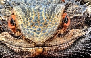 why-one-of-queensland’s-most-remote-towns-has-become-a-prime-target-for-animal-smugglers