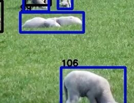 all-eyes-turn-to-sheep-as-facial-recognition-trial-arrives-in-australia