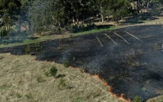 regenerative-patch-burns-in-grassy-woodland-areas-prove-a-blooming-success