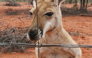 surprise-link-between-dog-fence-and-slower-growing-red-kangaroos-emerges