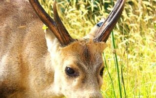 feral-deer-entering-new-areas-of-sa-as-culling-ramps-up