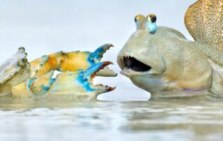 australian-geographic-nature-photographer-of-the-year-shortlist-images-revealed