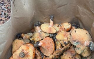 a-chef-who-posted-pictures-of-edible-mushrooms-on-social-media-warns-buyers-to-beware