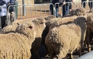 running-of-the-sheep