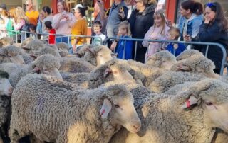 flock-fills-the-streets-as-sheep-dog-trials-organiser-eyes-bright-future