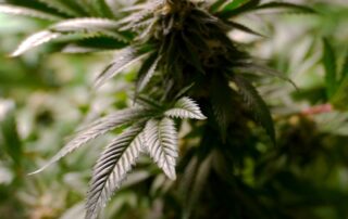 claims-of-police-bias-as-study-finds-aboriginal-adults-caught-with-cannabis-more-likely-to-be-charged