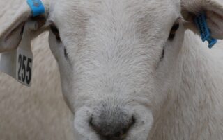 sa-sheep,-goat-producers-to-get-50pc-subsidy-for-eid-tags-in-$9.3m-state-funded-package