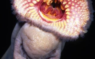 rare,-prehistoric,-toothy-and-jaw-less-fish-spotted-in-popular-limestone-coast-swimming-spot