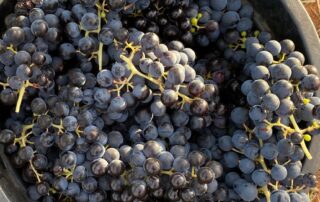 wine-grape-growers-out-of-pocket-as-vintage-price-negotiations-stall