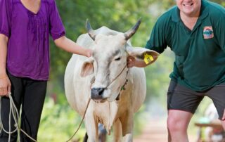 how-an-australian-charity-is-breaking-the-poverty-cycle,-one-cow-at-a-time-in-cambodia
