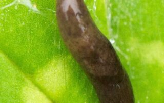 slugs-multiplying-across-south-eastern-australia-in-‘unprecedented’-numbers