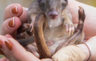 yorke-peninsula’s-brush-trailed-bettong-population-continues-to-grow