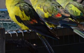 the-regent-parrot-is-vulnerable-and-needs-our-help.-here’s-what-you-can-do-to-protect-it