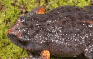 search-for-mystery-frog-with-call-‘like-a-creaking-door’,-citizen-scientists-to-join-hunt