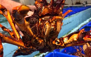 lobsters-could-have-bonus-health-benefits-hiding-in-their-shells,-researchers-say