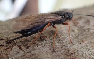 parasitic-roundworm-discovery-boosts-biological-battle-against-tree-killing-wasp