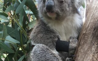 why-these-heart-rate-monitors-are-helping-scientists-understand-how-drones-affect-koalas