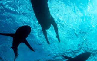 do-shark-deterrents-actually-work?-we-look-at-the-science