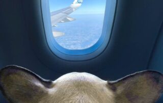 the-people-flying-their-pets-around-the-world-in-private-jets-to-avoid-putting-them-in-the-cargo-hold-with-luggage