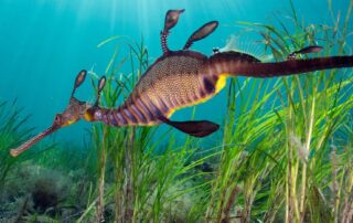 how-divers-from-around-the-world-are-helping-to-reveal-secrets-of-australia’s-weedy-seadragons