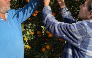 punjabi-citrus-growers-access-information-in-own-language-for-the-first-time