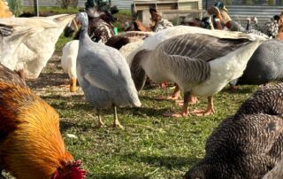 demand-for-backyard-chooks-soars-amid-climbing-egg-prices-and-cost-of-living-crisis